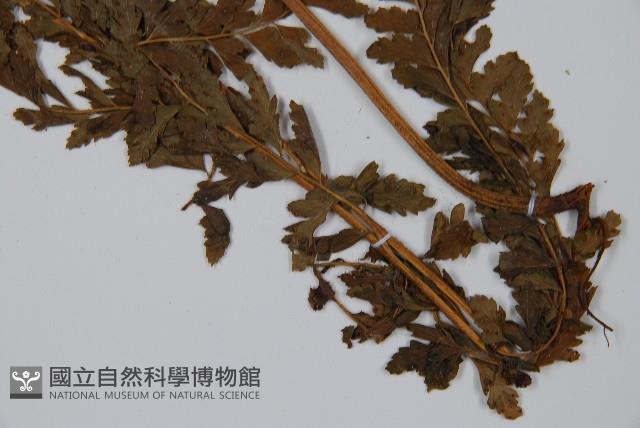 粗毛鱗蓋蕨藏品圖，第5張