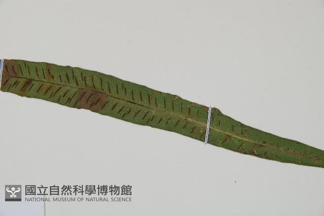 單葉雙蓋蕨藏品圖，第5張