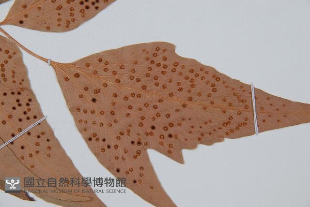 披針貫眾蕨藏品圖，第5張