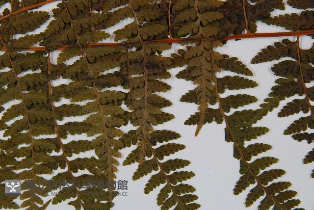 熱帶鱗蓋蕨藏品圖，第5張