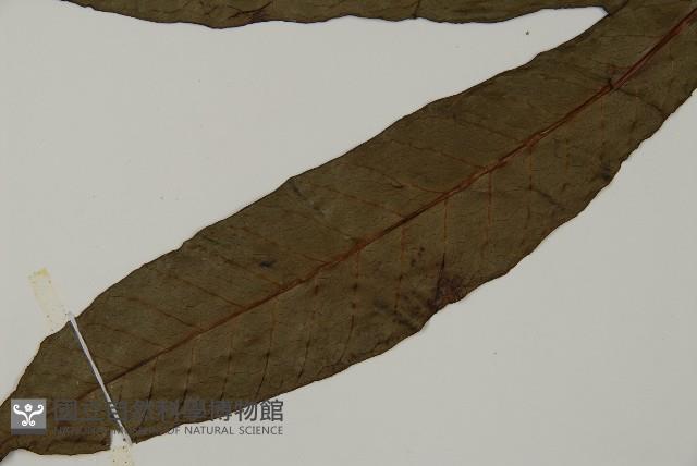 沙皮蕨藏品圖，第5張