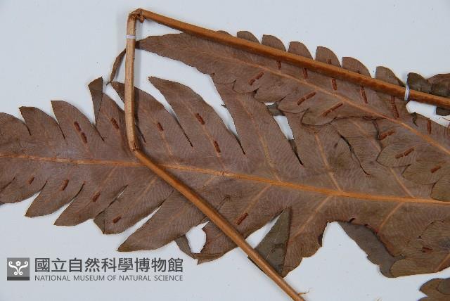 日本狗脊蕨藏品圖，第5張