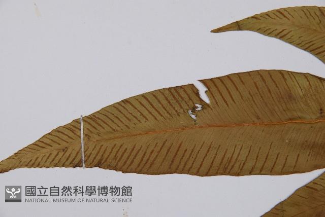 細柄雙蓋蕨藏品圖，第5張