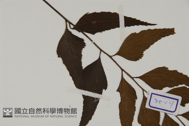 革葉鐵角蕨藏品圖，第4張