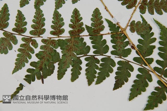 長苞雙蓋蕨、鱗柄雙蓋蕨藏品圖，第4張