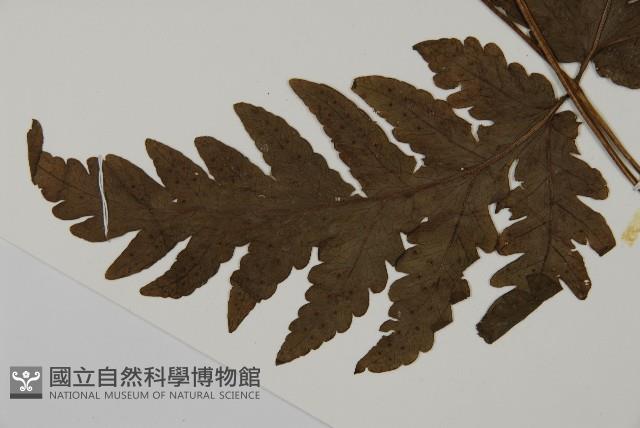 陰地三叉蕨藏品圖，第5張