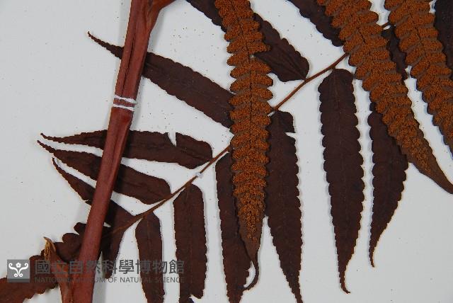 黑桫蕨藏品圖，第8張