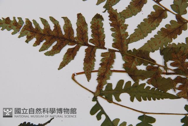 毛軸假蹄蓋蕨藏品圖，第5張