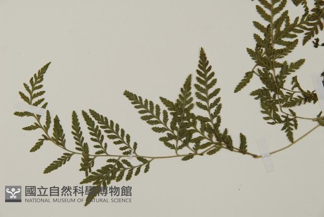 修足腫足蕨藏品圖，第8張