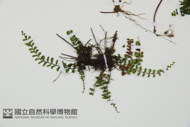 鐵角蕨藏品圖，第5張