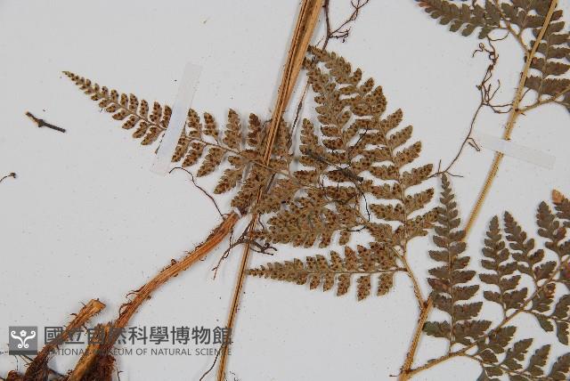 小葉複葉耳蕨藏品圖，第5張