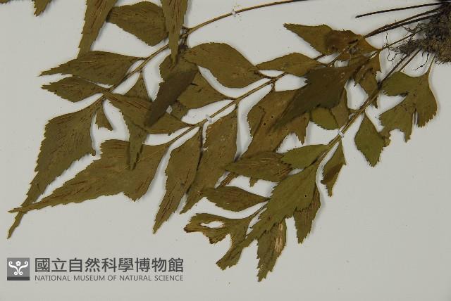 革葉鐵角蕨藏品圖，第5張