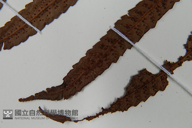 鬼桫欏藏品圖，第5張