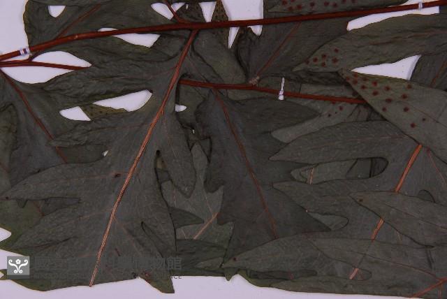 蛇脈三叉蕨藏品圖，第5張