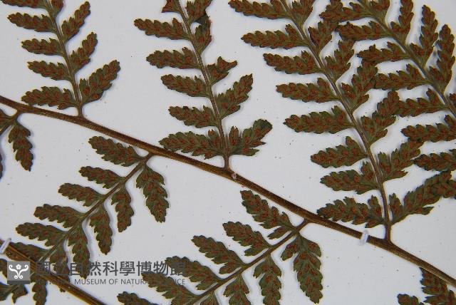 日本蹄蓋蕨藏品圖，第5張