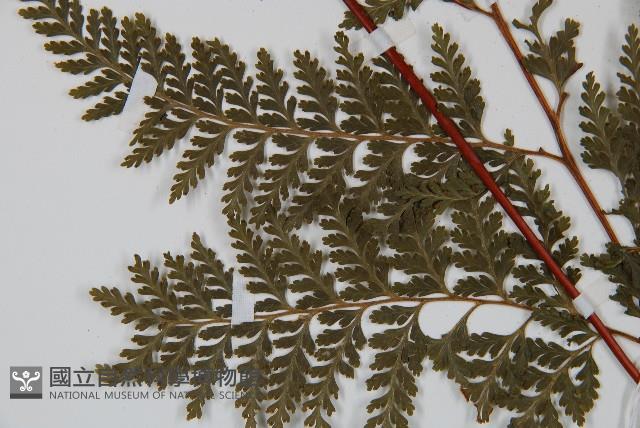 光葉碗蕨藏品圖，第5張