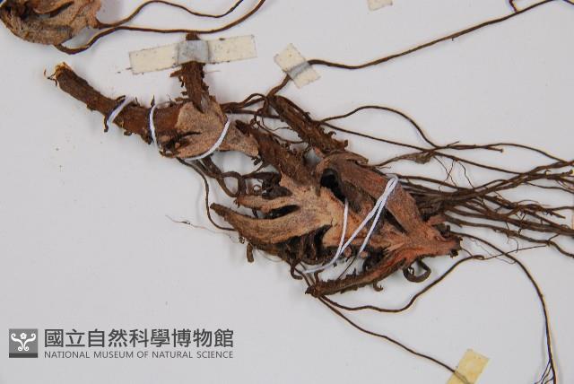 假腸蕨藏品圖，第5張