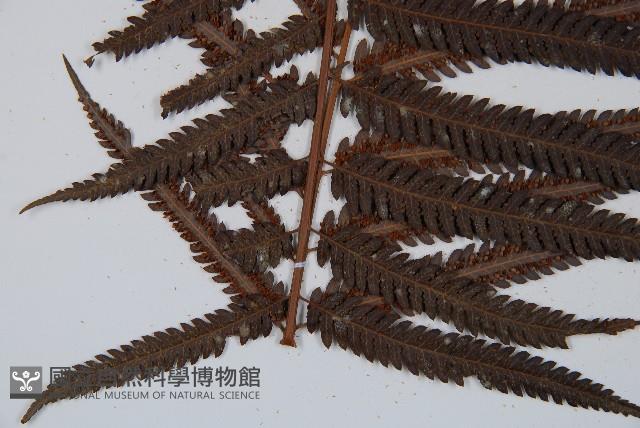 金狗毛蕨藏品圖，第5張