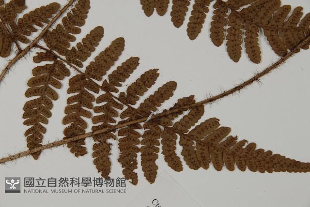 愛德氏肋毛蕨藏品圖，第5張