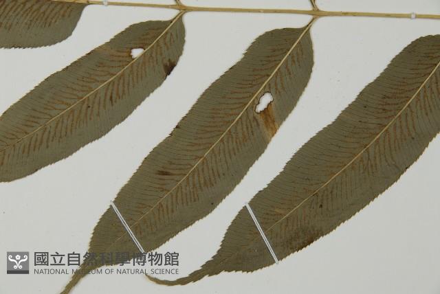 華鳳丫蕨藏品圖，第5張