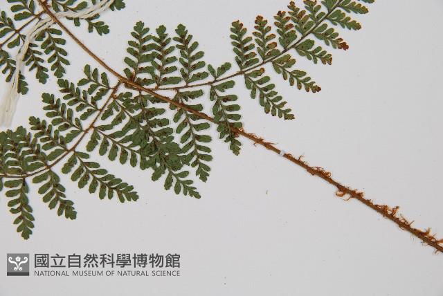 紅線蕨藏品圖，第5張
