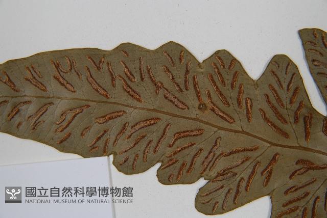 網脈雙蓋蕨藏品圖，第5張