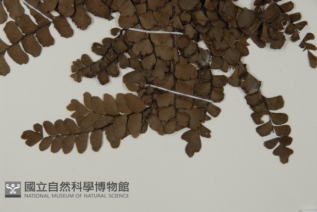 扇葉鐵線蕨藏品圖，第4張