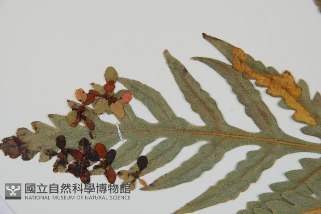 臺灣狗脊蕨藏品圖，第4張