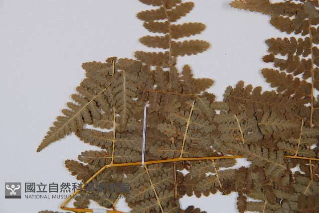 姬蕨藏品圖，第5張