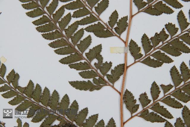 斜方複葉耳蕨藏品圖，第4張