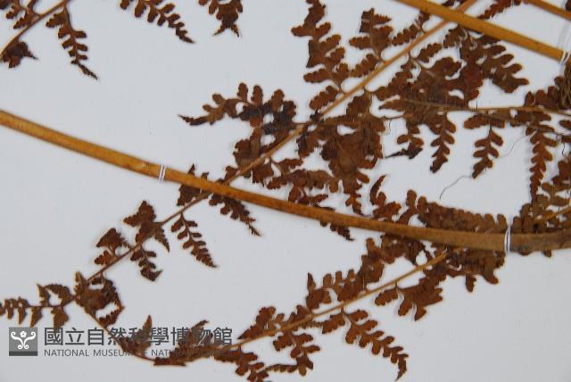 華南鱗蓋蕨藏品圖，第5張