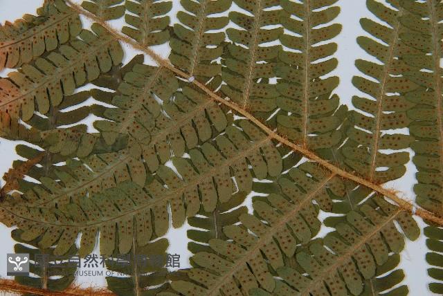 綿馬鱗毛蕨藏品圖，第5張