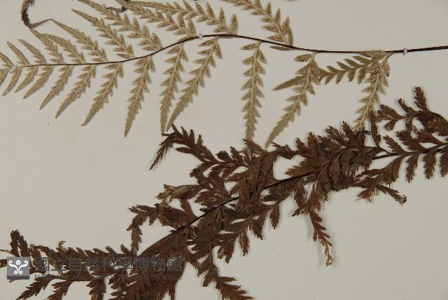 粉葉蕨藏品圖，第5張