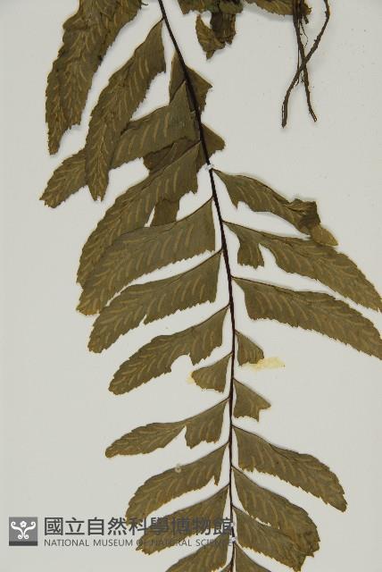 剪葉鐵角蕨藏品圖，第4張