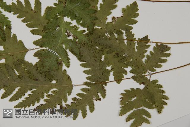 薄葉三叉蕨藏品圖，第5張