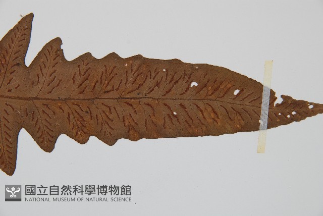 登錄號:P000336藏品圖，第5張