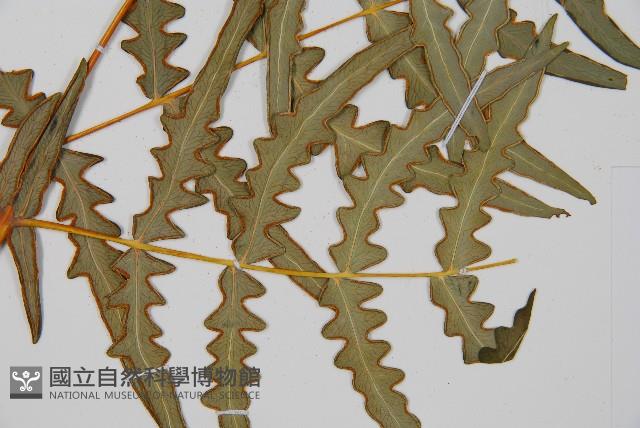 栗蕨藏品圖，第5張