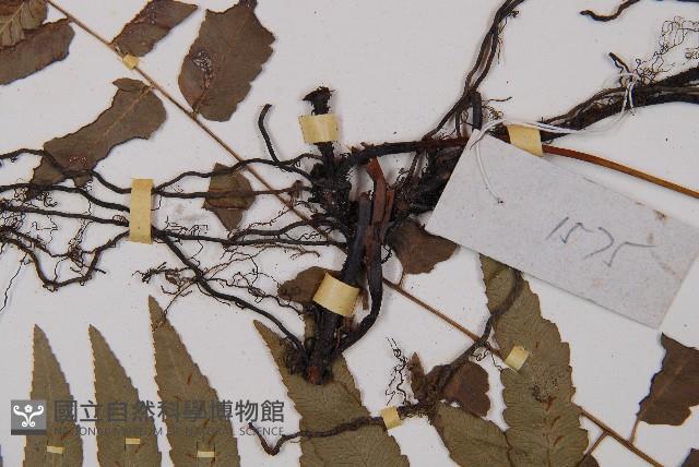 江南短腸蕨藏品圖，第5張