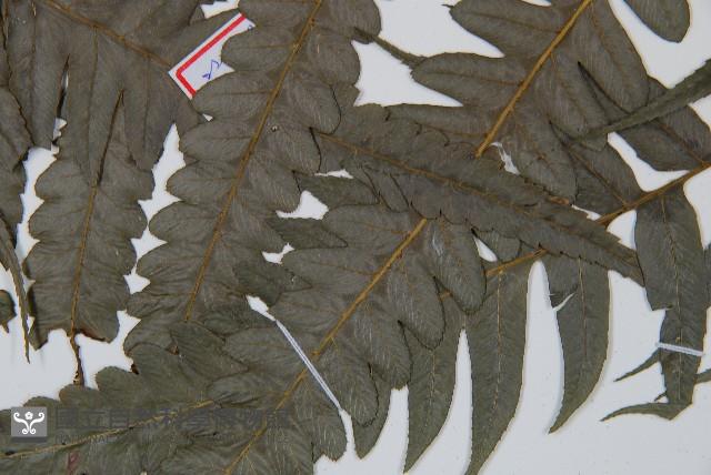 毛柄短腸蕨藏品圖，第5張
