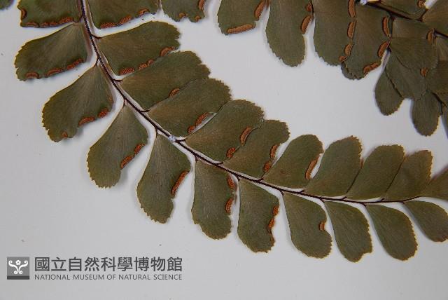扇葉鐵線蕨藏品圖，第5張