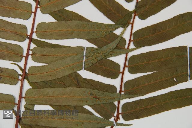 Luchu Tree-fern Collection Image, Figure 4, Total 5 Figures