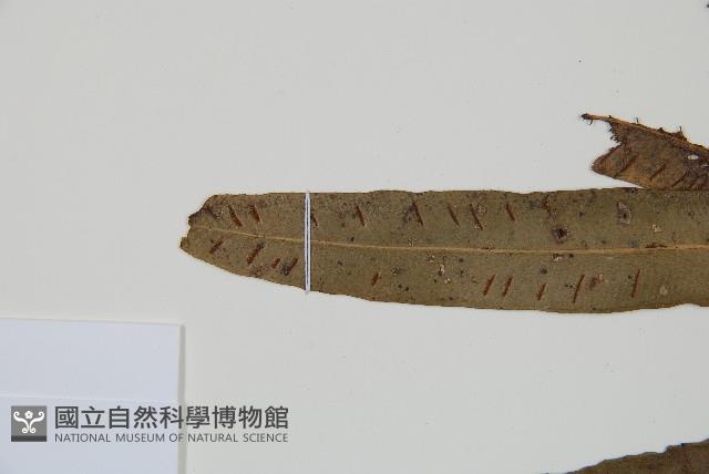 單葉雙蓋蕨藏品圖，第5張