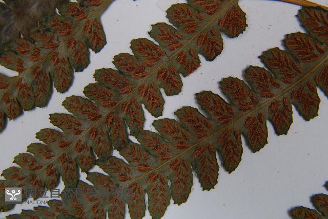 假蹄蓋蕨藏品圖，第8張