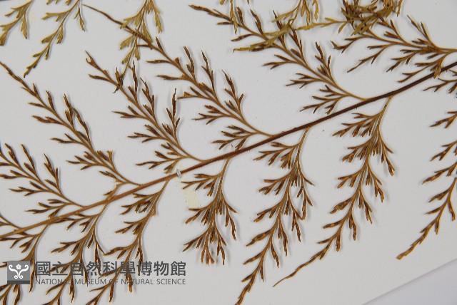 威氏鐵角蕨藏品圖，第5張