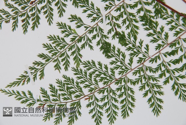 小膜蓋蕨藏品圖，第5張