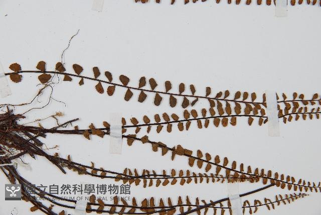 鐵角蕨藏品圖，第5張