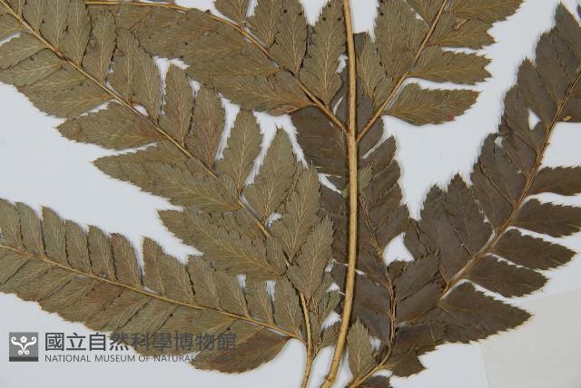 細葉複葉耳蕨藏品圖，第5張