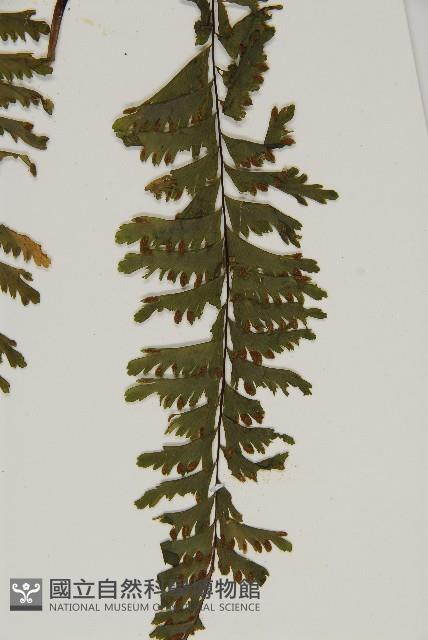 薄葉孔雀鐵角蕨、邊孢鐵角蕨藏品圖，第8張