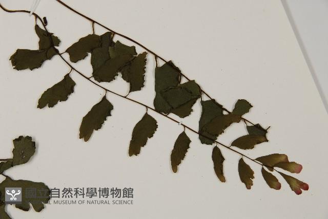 翅柄鐵線蕨藏品圖，第5張