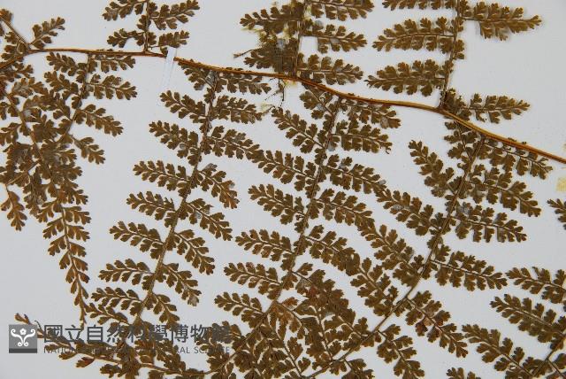 稀子蕨藏品圖，第5張